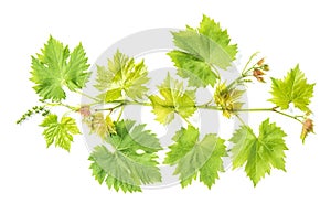 Fresh green leaves Grape vine leaf white background