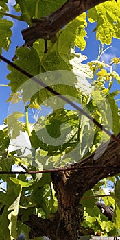 fresh green leaves of grapevine. Close-up of flowering grape vines, grapes bloom during day.