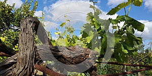 Fresh green leaves of grapevine. Close-up of flowering grape vines, grapes bloom during day