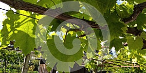 Fresh green leaves of grapevine. Close-up of flowering grape vines, grapes bloom during day