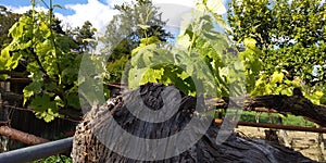 Fresh green leaves of grapevine. Close-up of flowering grape vines, grapes bloom during day