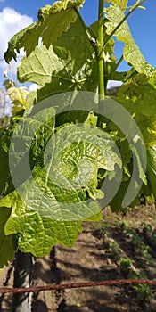 Fresh green leaves of grapevine. Close-up of flowering grape vines, grapes bloom during day