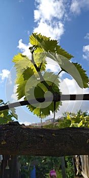 Fresh green leaves of grapevine. Close-up of flowering grape vines, grapes bloom during day