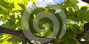 Fresh green leaves of grapevine. Close-up of flowering grape vines, grapes bloom during day. Grape seedlings on a vine