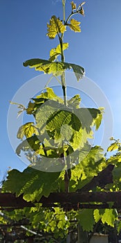 Fresh green leaves of grapevine. Close-up of flowering grape vines, grapes bloom during day