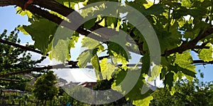 Fresh green leaves of grapevine. Close-up of flowering grape vines, grapes bloom during day. Grape seedlings on a vine