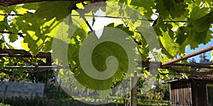 Fresh green leaves of grapevine. Close-up of flowering grape vines, grapes bloom during day. Grape seedlings on a vine