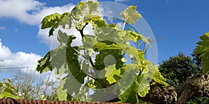 fresh green leaves of grapevine. Close-up of flowering grape vines, grapes bloom during day