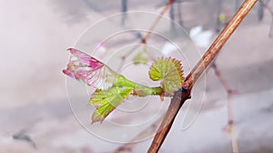 Fresh green leaves of grapevine closeup. Young small pink sprouts of vine closeup. Grape branches and foliage
