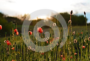 Fresh green leaves of grass with dew drops, closeup, red poppyup, red poppy