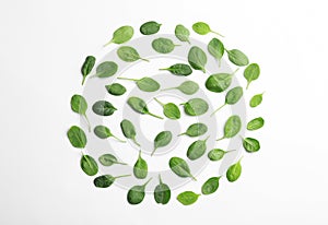 Fresh green leaves of healthy baby spinach on white background