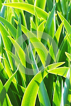 Fresh green leaves of iris in the morning light - natural floral background