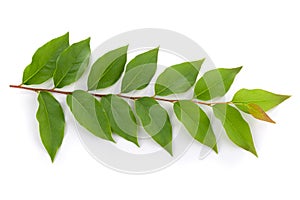 fresh green leaves isolated on a white background