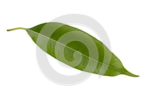 fresh green leaves isolated on a white background