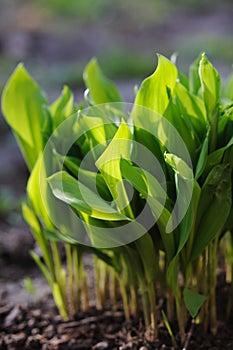 Fresh green leaves lily of the valley in sunligh photo