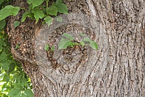 fresh green leaves of a linden tree