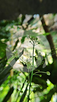 Fresh Green leaves looking very nice