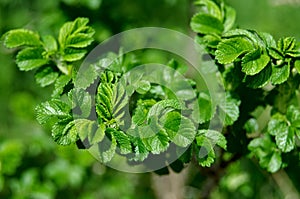 Fresh green leaves in macroview.