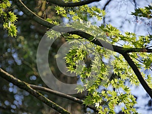 fresh green leaves of maple tree in spring. japanese maple leaf out in thegarden. Acer japonicum green leaf