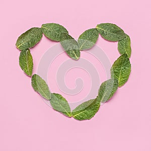 Fresh green leaves of mint, lemon balm, peppermint in the shape of heart on pink background top view. Mint leaf texture. Ecology