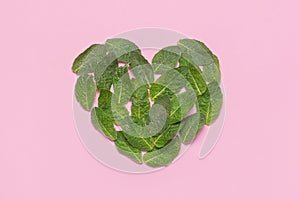 Fresh green leaves of mint, lemon balm, peppermint in the shape of heart on pink background top view. Mint leaf texture. Ecology