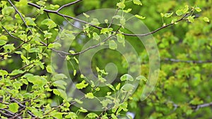 Fresh green leaves in the morning of springtime