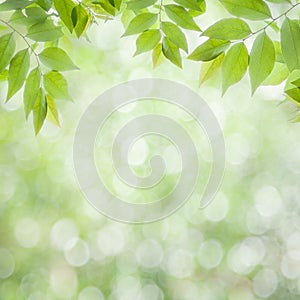 Fresh green leaves natural green background