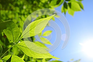 Fresh green leaves and natural sun rays