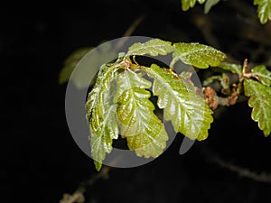 Fresh green leaves of a oak tree in spring