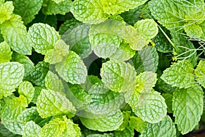 Fresh green leaves of organic basil close-up. Healthy eating.