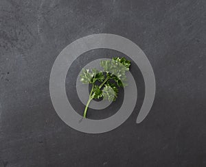 Fresh green leaves of pasley isolated on dark background