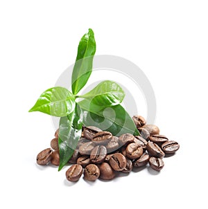 Fresh green leaves and pile of coffee beans isolated
