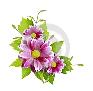 Fresh green leaves and purple flowers in a corner floral composition isolated