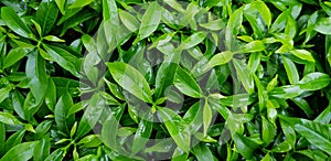 Fresh Green leaves with raindrop or wet water for background