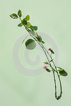 Fresh green leaves and red berries on a branch photo