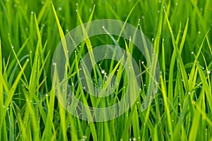 Fresh green leaves of rice plant with drop dew and light