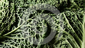 fresh green leaves of a savoy cabbage head