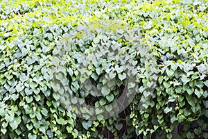 Fresh green leaves shape heart on roof