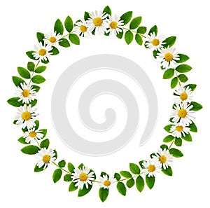 Fresh green leaves of Siberian peashrub and daisy flowers in a r