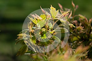 Fresh green leaves with sun rays in spring. young maple leaves on a branch