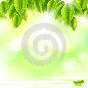 Fresh green leaves with Sunny abstract natural background