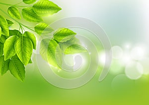 Fresh green leaves with Sunny bokeh abstract natural background