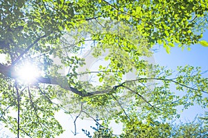 Fresh green leaves and sunshine