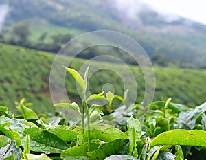 Fresh Green Leaves of Tea Plant - Camellia Sinensis - in Tea Plantation in Munnar, Kerala, India