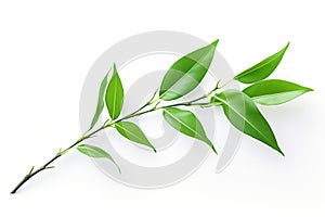 Fresh green leaves of tea tree branch isolated on white background. Generated by artificial intelligence