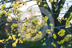 Fresh green leaves of tree