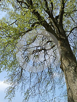 Fresh green leaves on a tree in springtime sunshine