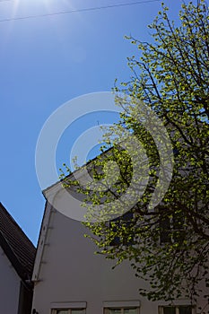 fresh green leaves tree with sunbeam on colorful city facades