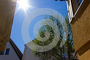 fresh green leaves tree with sunbeam on colorful city facades