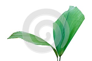 Fresh Green Leaves of Tropical Palm Tree, Johannesteijsmannia altifrons Isolated on White Background with Clipping Path photo
